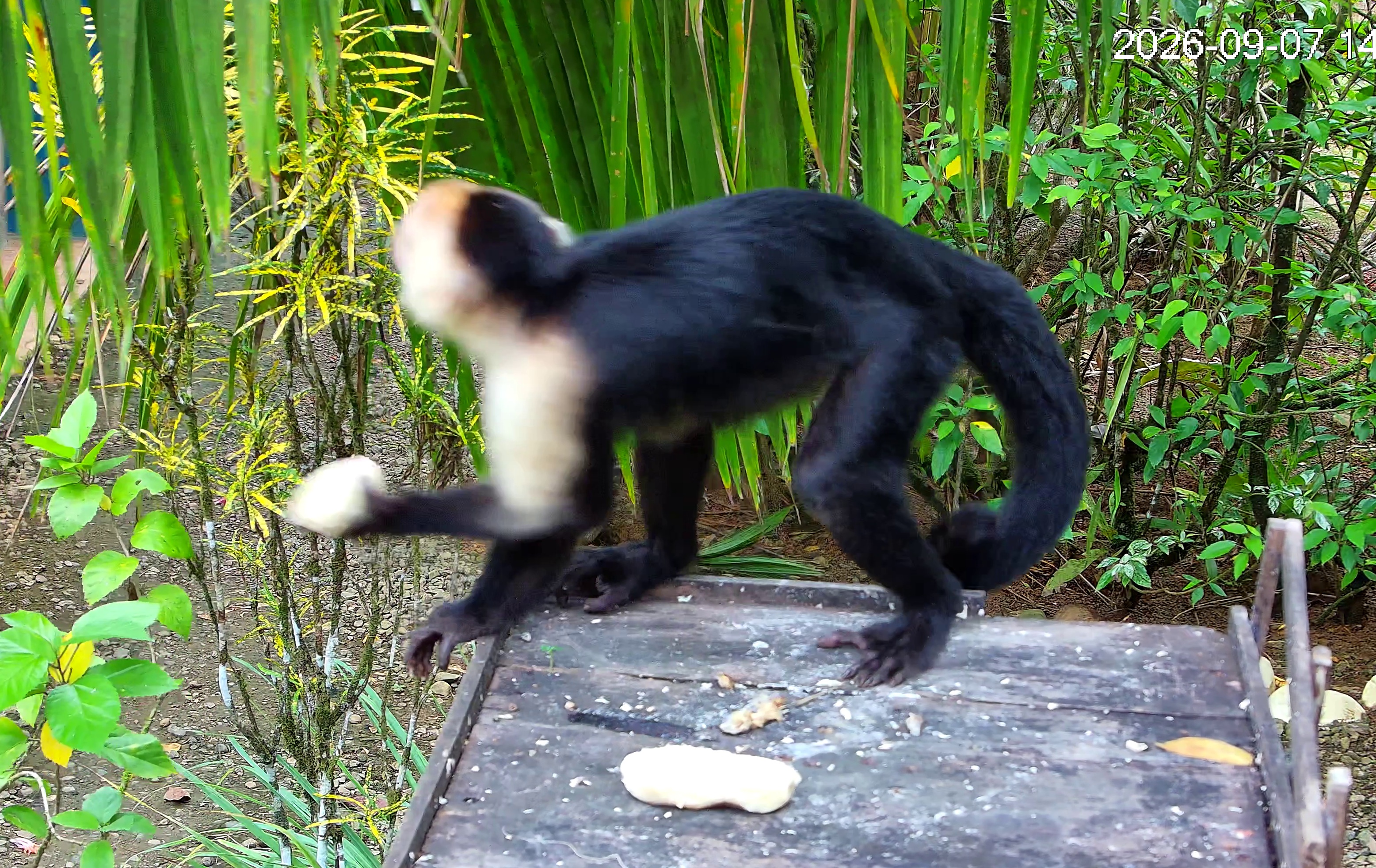 White-faced capuchin
