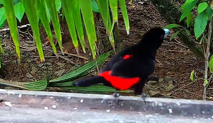 Scarlet-rumped Tanager