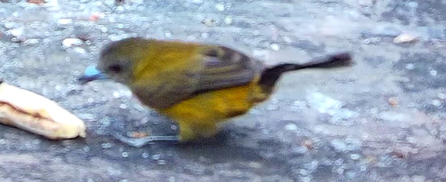 Flame-rumped Tanager