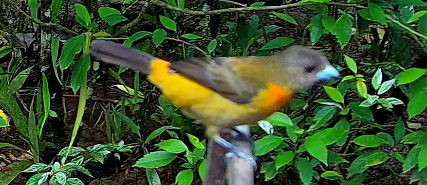 Flame-rumped Tanager