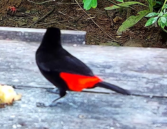Scarlet-rumped Tanager
