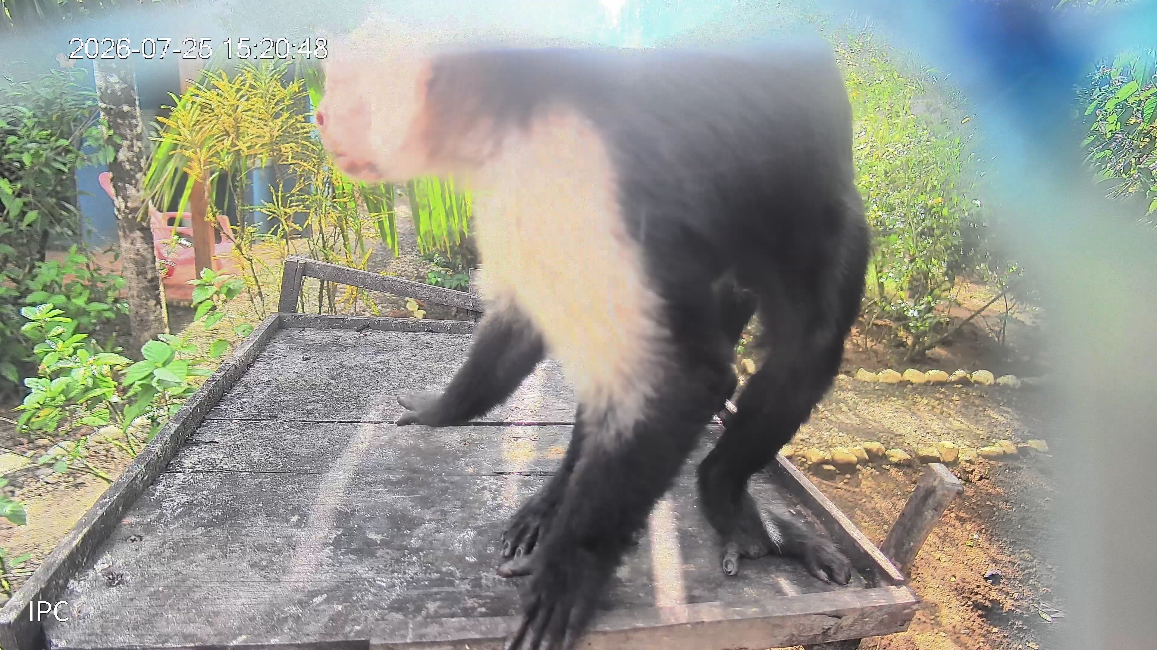 White-headed Capuchin