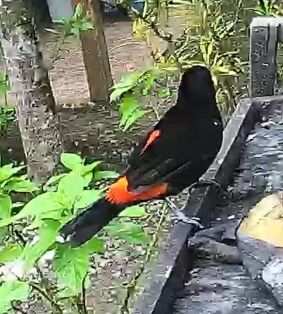 Flame-rumped Tanager