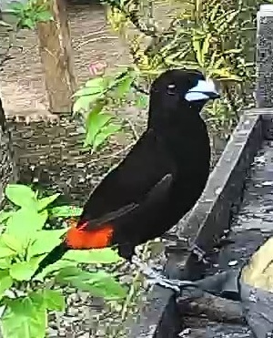 Passerini's tanager