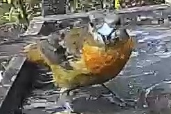 Baltimore Oriole