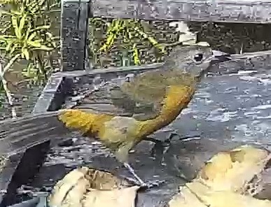 Passerini's tanager