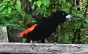 Flame-rumped Tanager