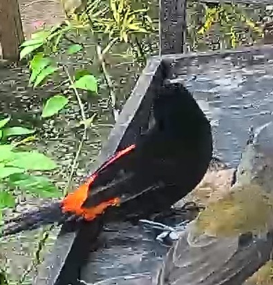 Passerini's tanager