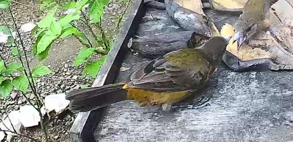 Passerini's tanager
