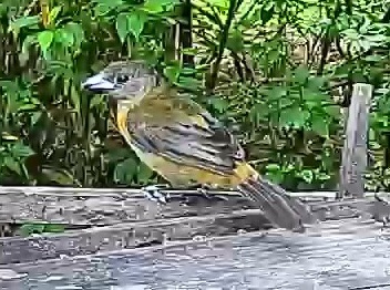Passerini's tanager