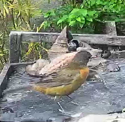 Passerini's tanager