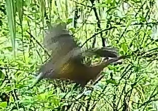Passerini's tanager