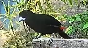 Maroon oriole