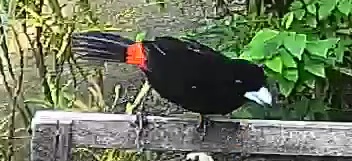 Flame-rumped Tanager