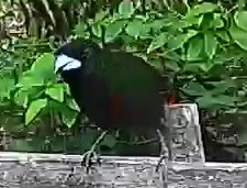Maroon oriole