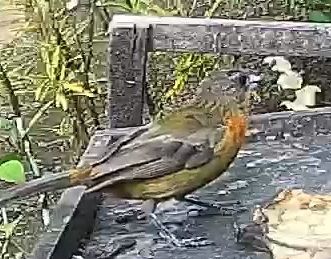 Passerini's tanager