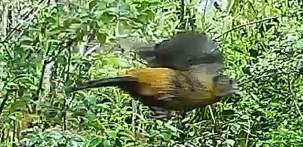 Passerini's tanager