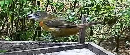 Passerini's tanager