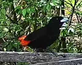 Passerini's tanager