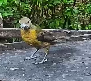 Passerini's tanager