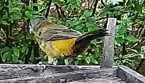 Passerini's tanager