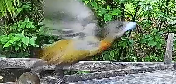 Passerini's tanager
