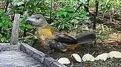Passerini's tanager
