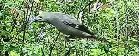 Palm tanager