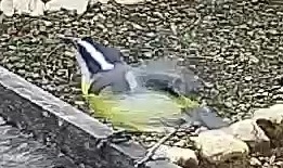 Bananaquit