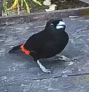 Passerini's tanager