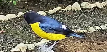 West mexican euphonia