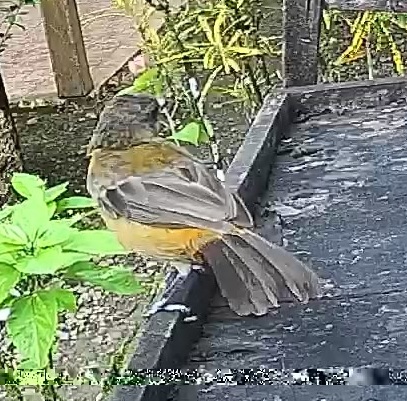 Passerini's tanager