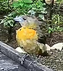 Passerini's tanager