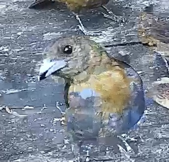 Blue grosbeak