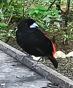 Flame-rumped Tanager
