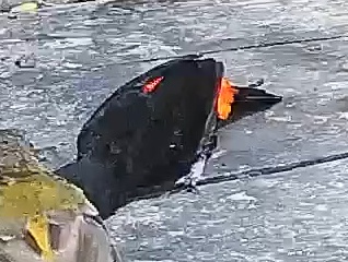 Passerini's tanager