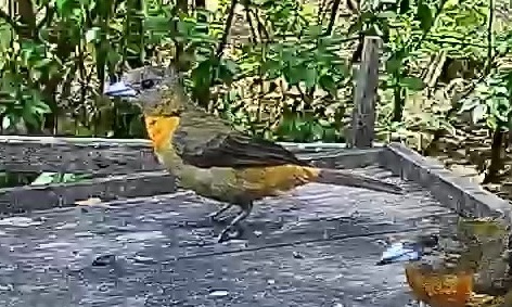 Flame-rumped Tanager