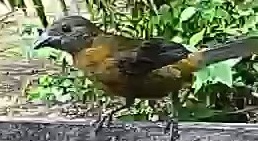 Passerini's tanager