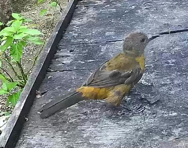 Passerini's tanager