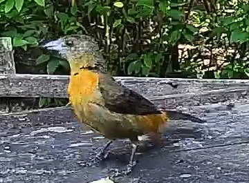 Flame-rumped Tanager