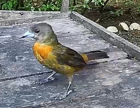 Passerini's tanager