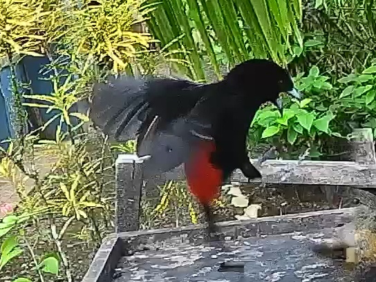 Passerini's tanager