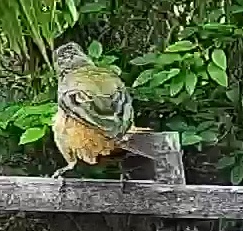 Cinnamon-bellied Saltator