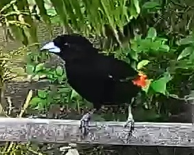 Flame-rumped Tanager