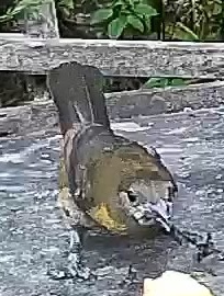 Passerini's tanager