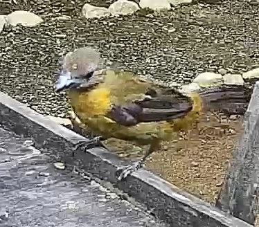 Passerini's tanager