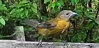 Passerini's tanager