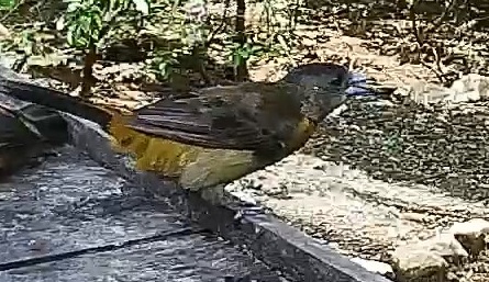 Passerini's tanager