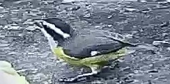Bananaquit