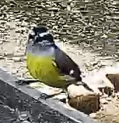 Bananaquit